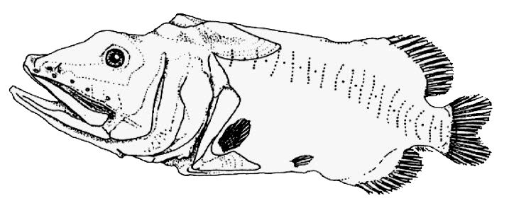 Rondeletia loricata_01.jpg